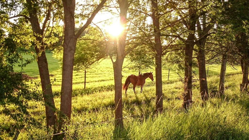 brown horse on green grass field during daytime