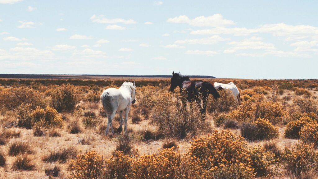 three white and black horses on open field
