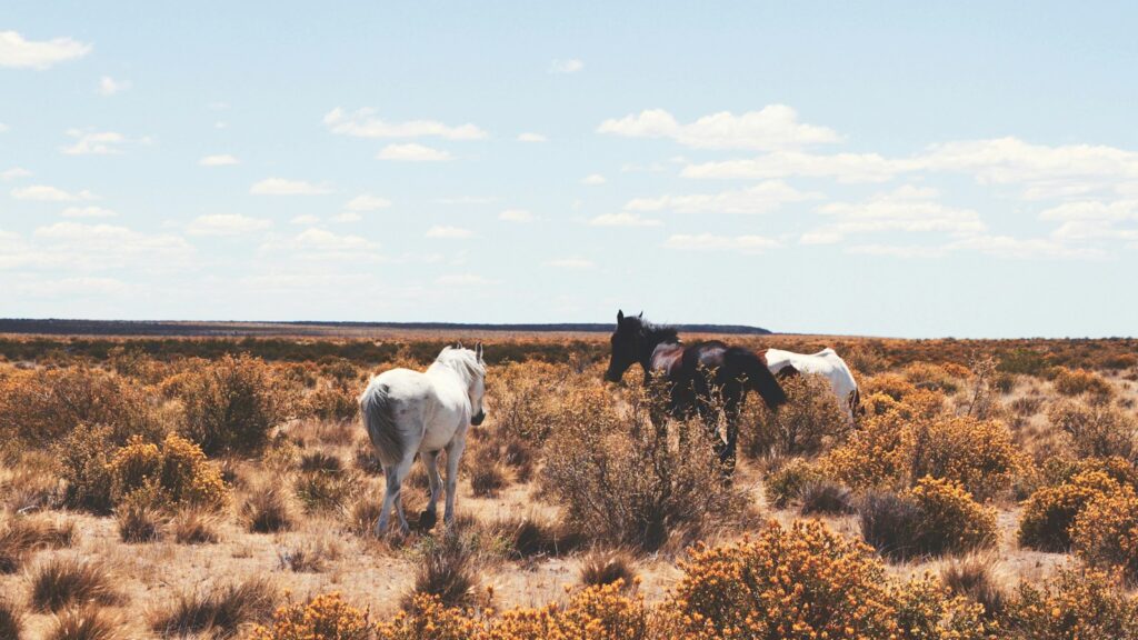 three white and black horses on open field