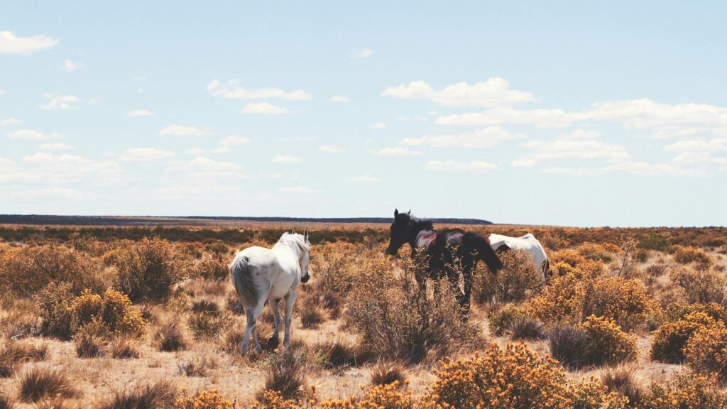three white and black horses on open field