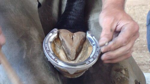 horse shoe