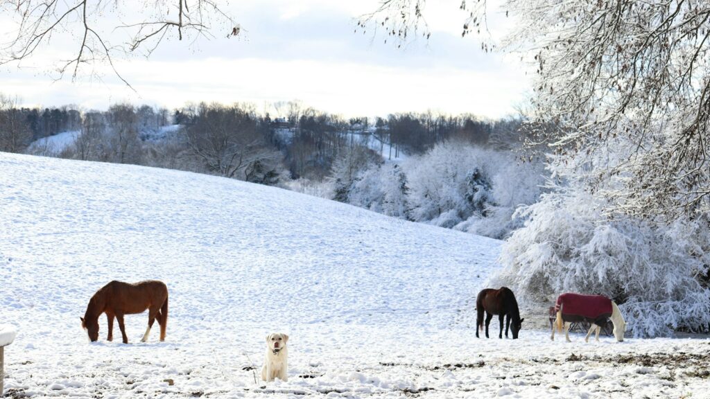 horses in the snow