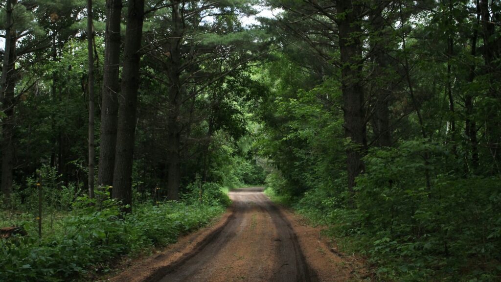 brown road in middle of forest