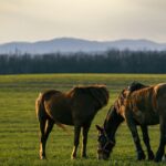 a couple of horses standing on top of a lush green field