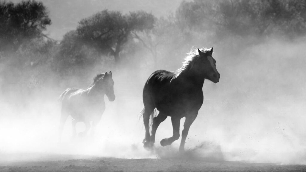 Black and white photo of wild horses galloping through a misty landscape, showcasing freedom and motion.