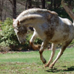 My Old Horse