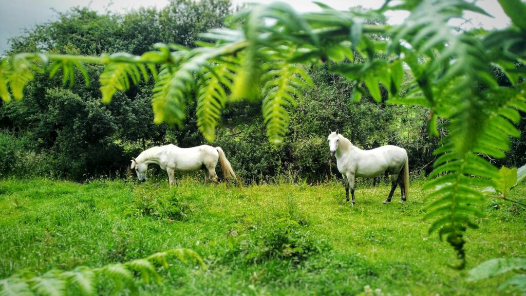Two white horses grazing in lush green fields in the Irish countryside, captured in County Galway.