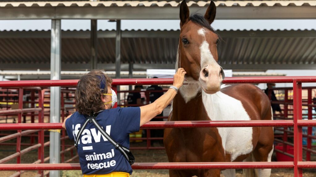 A volunteer gently pets a horse at an animal rescue facility, showcasing compassion.