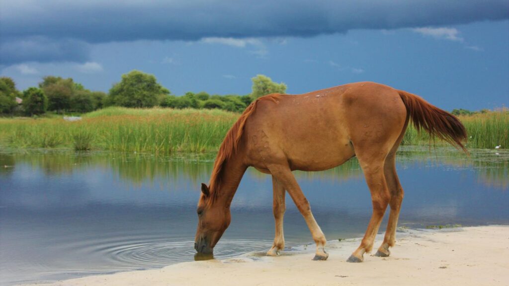 A horse drinks peacefully from a lake on a cloudy day, embodying tranquility in nature.
