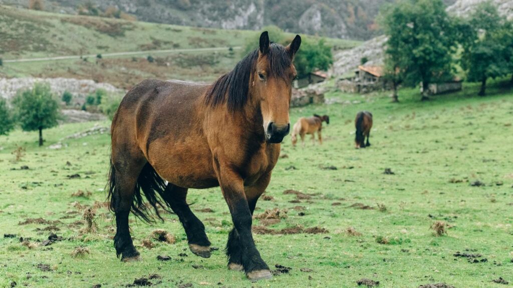 Majestic Ardennais horse grazing in a lush green pasture with mountains in the background.
