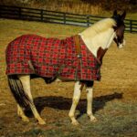 Quarter horse, horse, horse blanket, horse sheet, equine, nature, pasture, paddock, plaid blanket, pinto, farm, ranch, fence, mane, brown horse