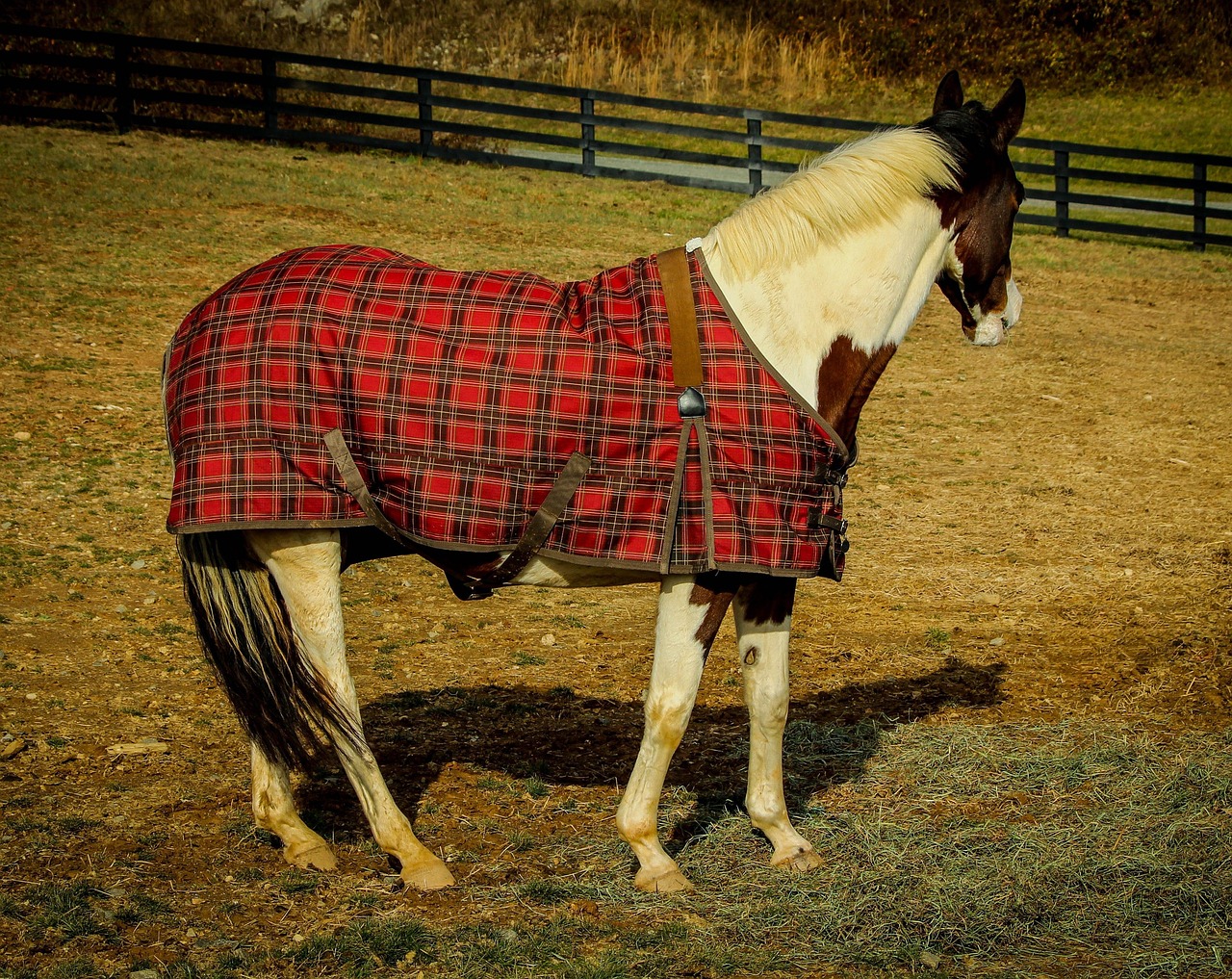 Quarter horse, horse, horse blanket, horse sheet, equine, nature, pasture, paddock, plaid blanket, pinto, farm, ranch, fence, mane, brown horse