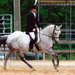 Dressage