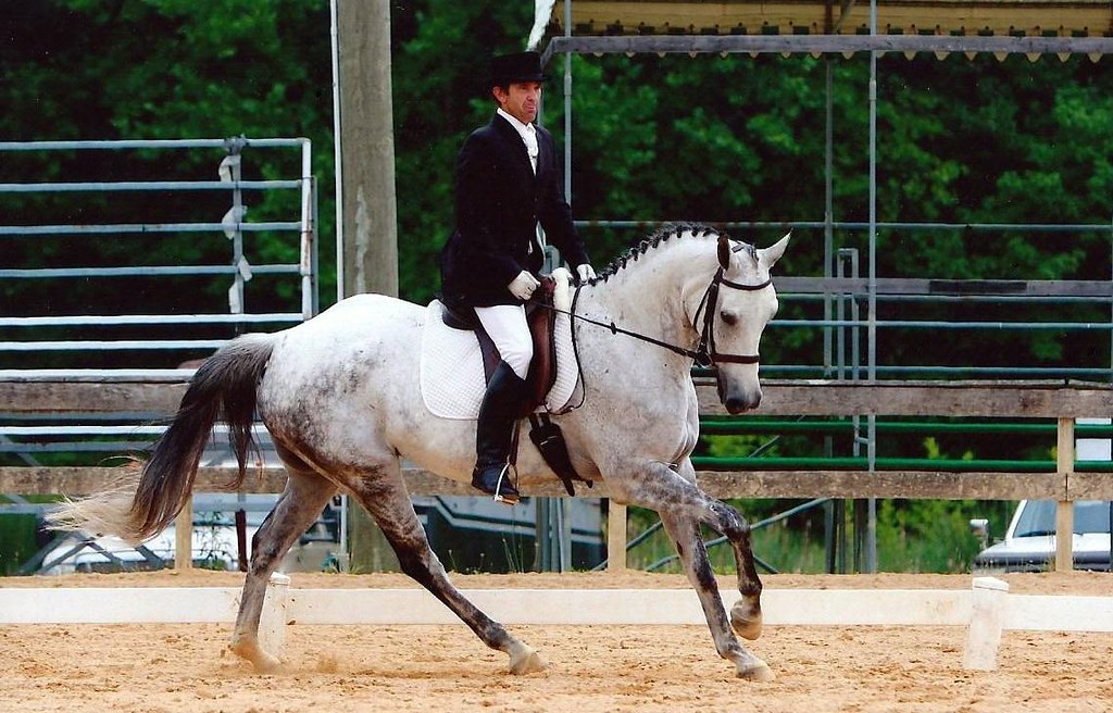 Dressage