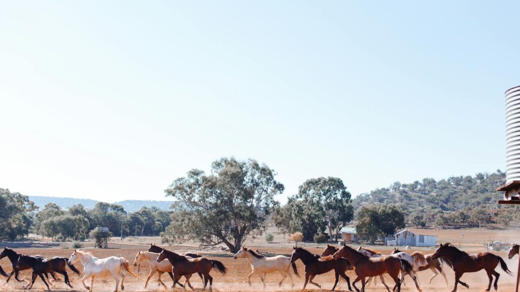 A herd of horses running through an open countryside field on a clear day.