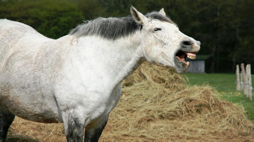 A white horse neighing in an open field near haystacks on a farm.