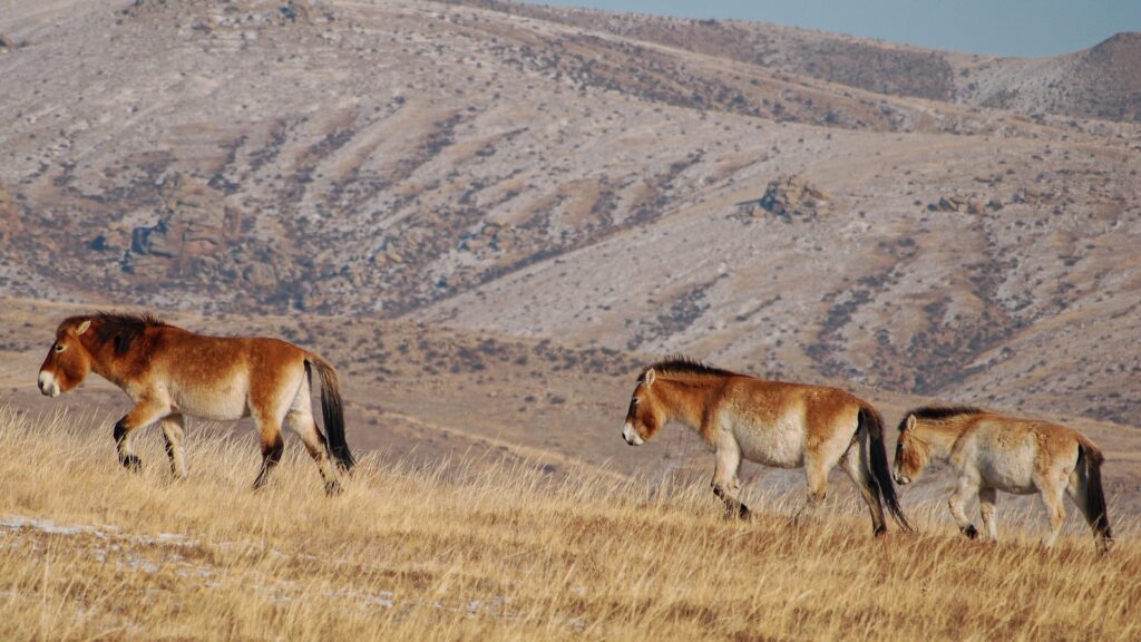 brown and white animal on brown grass field during daytime