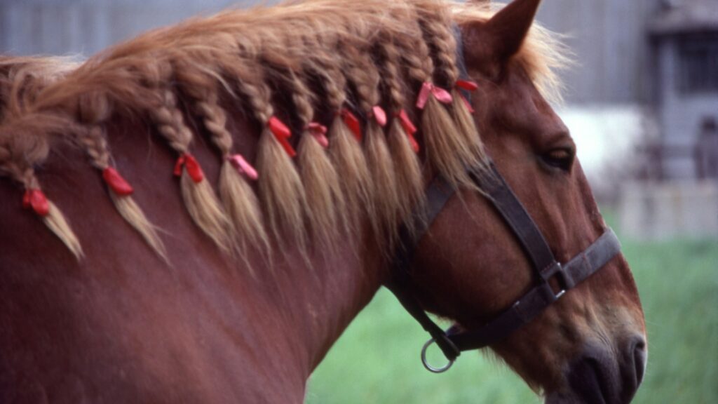 a brown horse with braids on it's head