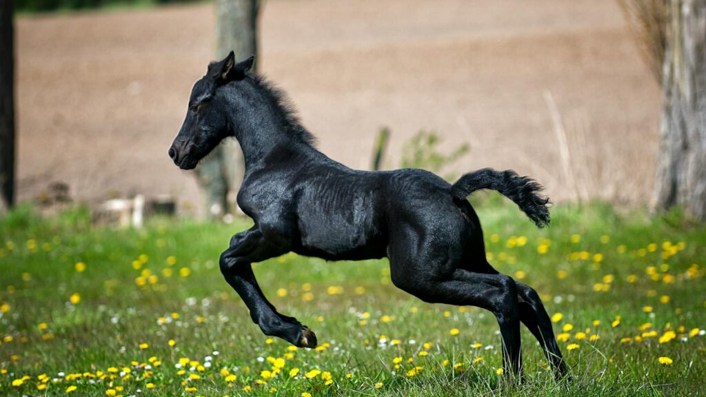 A lively Friesian foal galloping across a bright, spring meadow filled with yellow wildflowers.