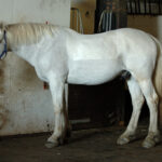 Horse unevenly sweating