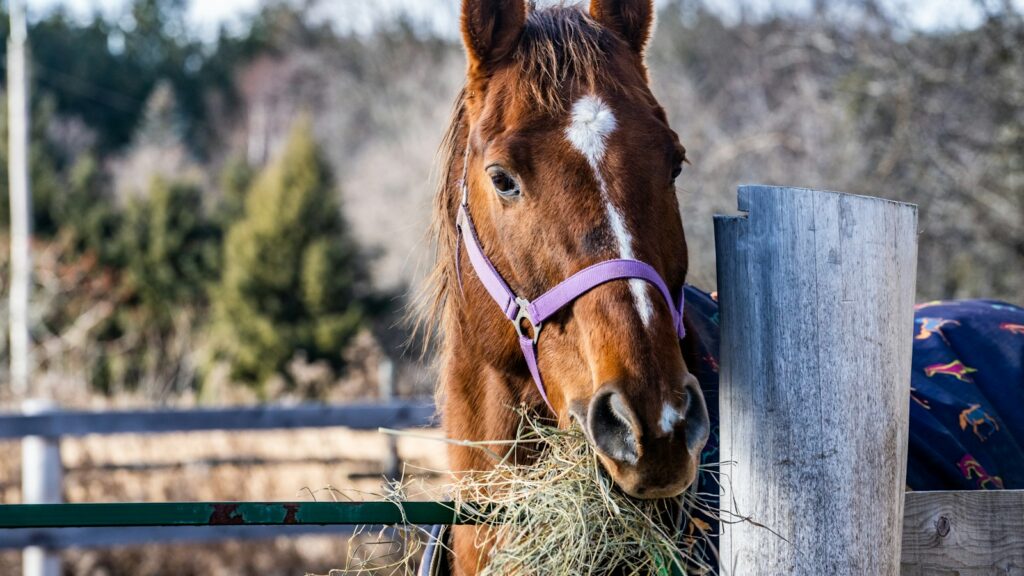 brown horse eating grass during daytime