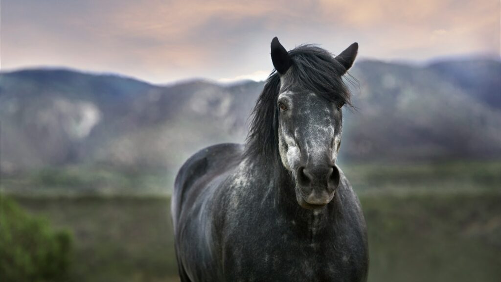 a black horse