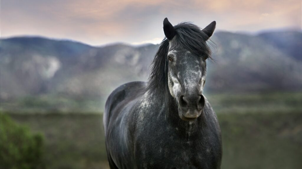 a black horse