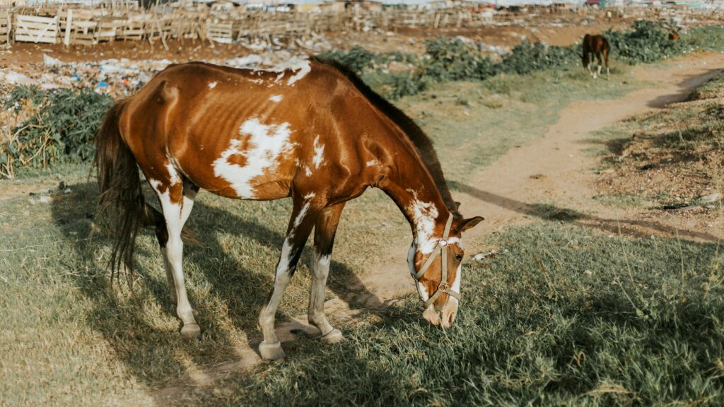 horse eating grass near road