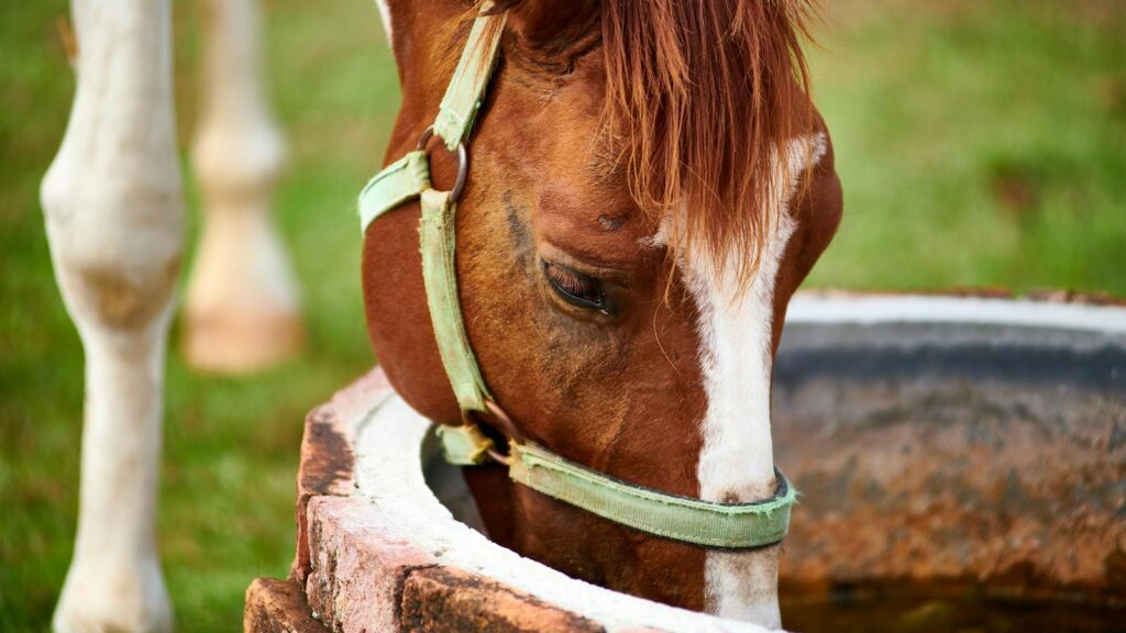 A brown horse with a white blaze drinks from a rustic well in Thailand.