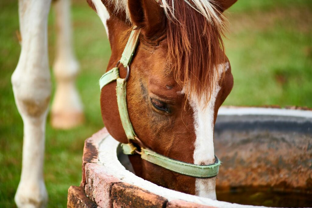 A brown horse with a white blaze drinks from a rustic well in Thailand.