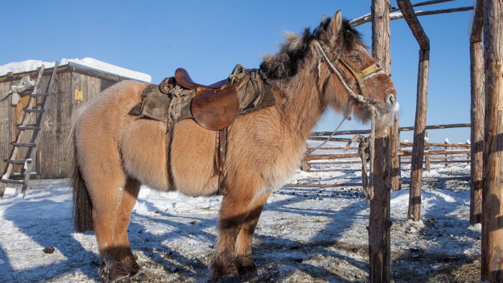 Yakutian Horse