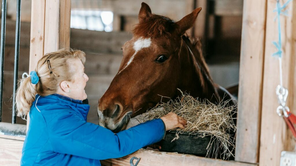 A woman in a blue jacket feeds hay to a brown horse inside a stable.