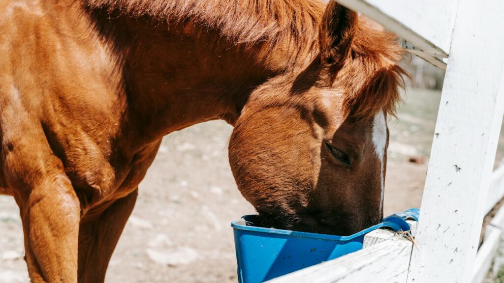 Close-up of a brown horse eating from a blue bucket outdoors on a farm.
