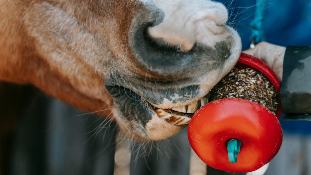A horse enjoying a treat held by a person, showcasing the bond between humans and animals.
