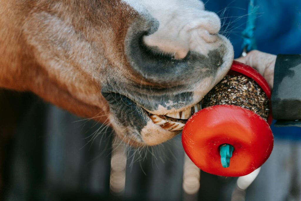 A horse enjoying a treat held by a person, showcasing the bond between humans and animals.