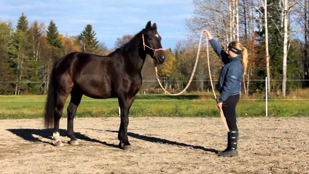 Horse leading