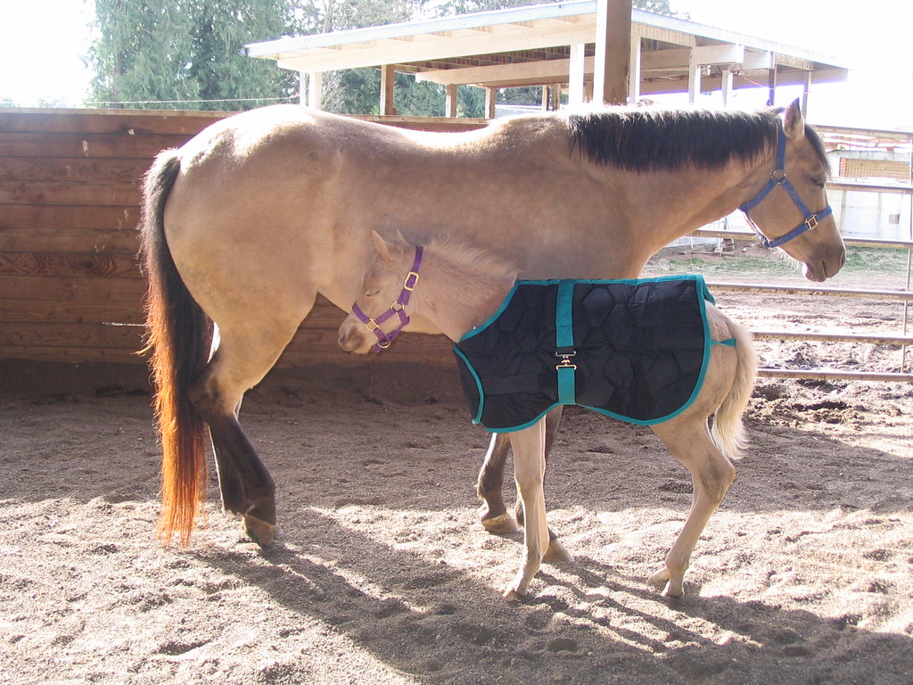 Mare and colt in horse blanket