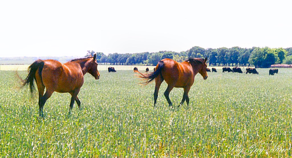 2 horses running in a barn