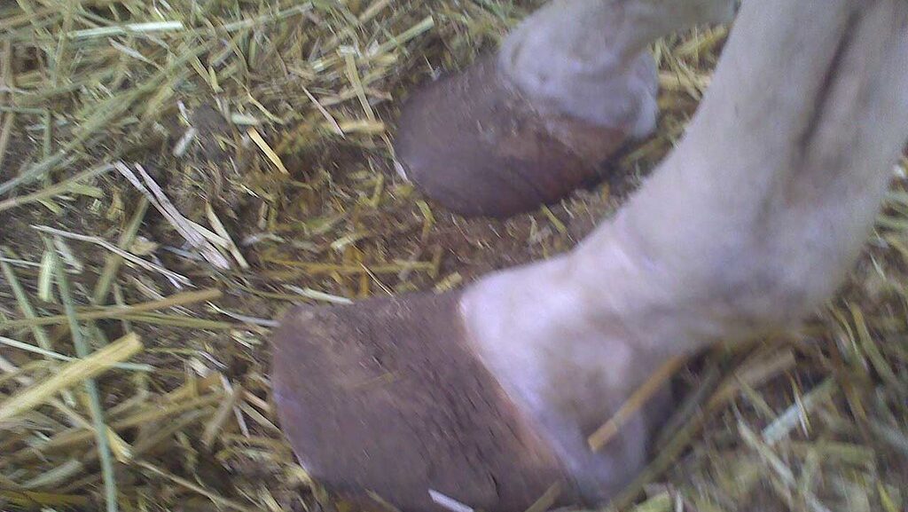 horse hooves with laminitis