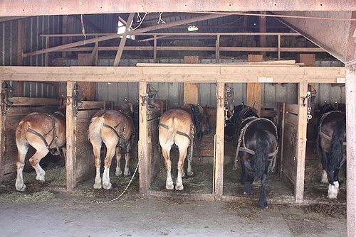 5 horses standing in stalls