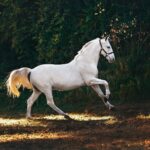 white horse running on grass field