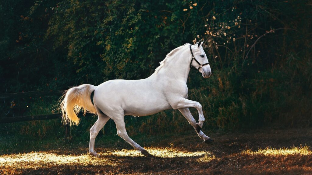 white horse running on grass field