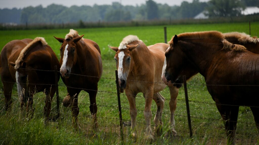 lined horses beside fence