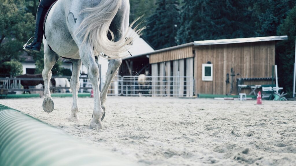white horse standing on white sand