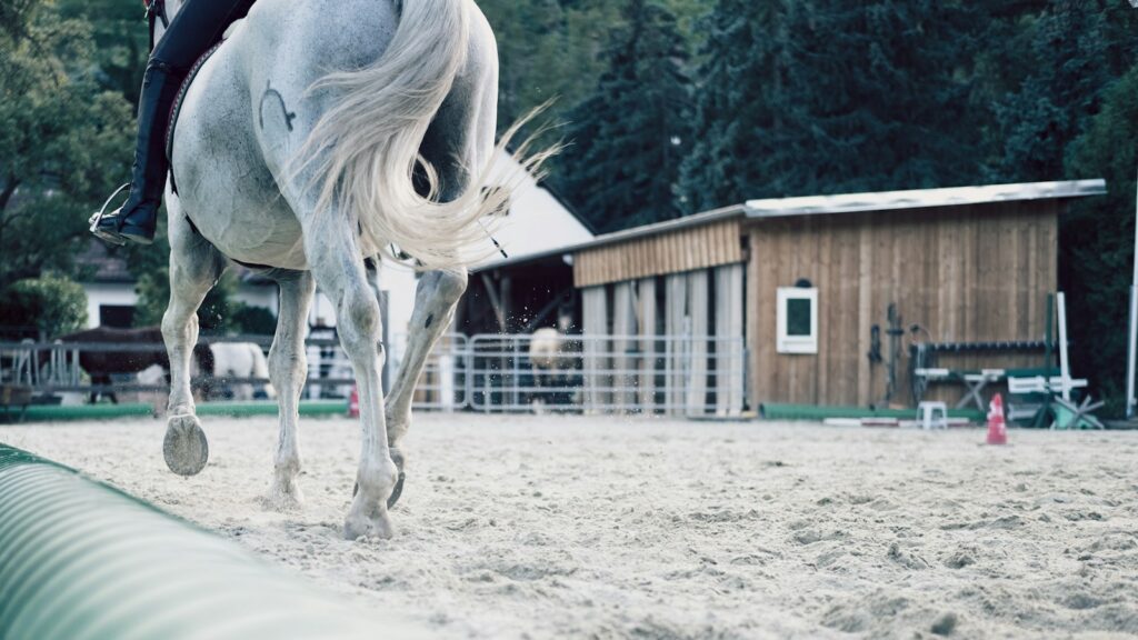 white horse standing on white sand