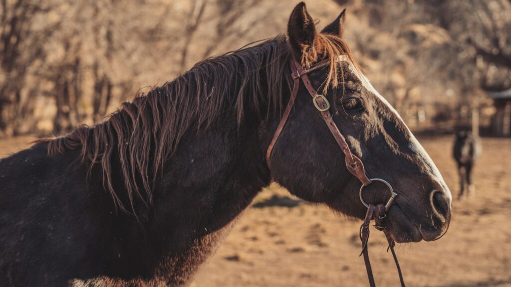 brown horse standing on brown field during daytime
