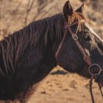 brown horse standing on brown field during daytime