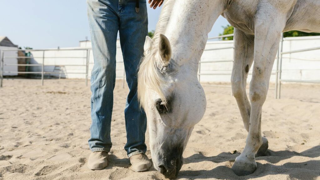 A white horse and a person in jeans stand in a sandy outdoor enclosure under daylight.