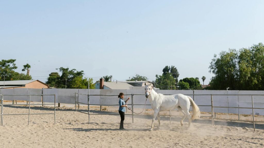 A woman guides a white horse in a sandy outdoor arena, with a clear blue sky overhead.