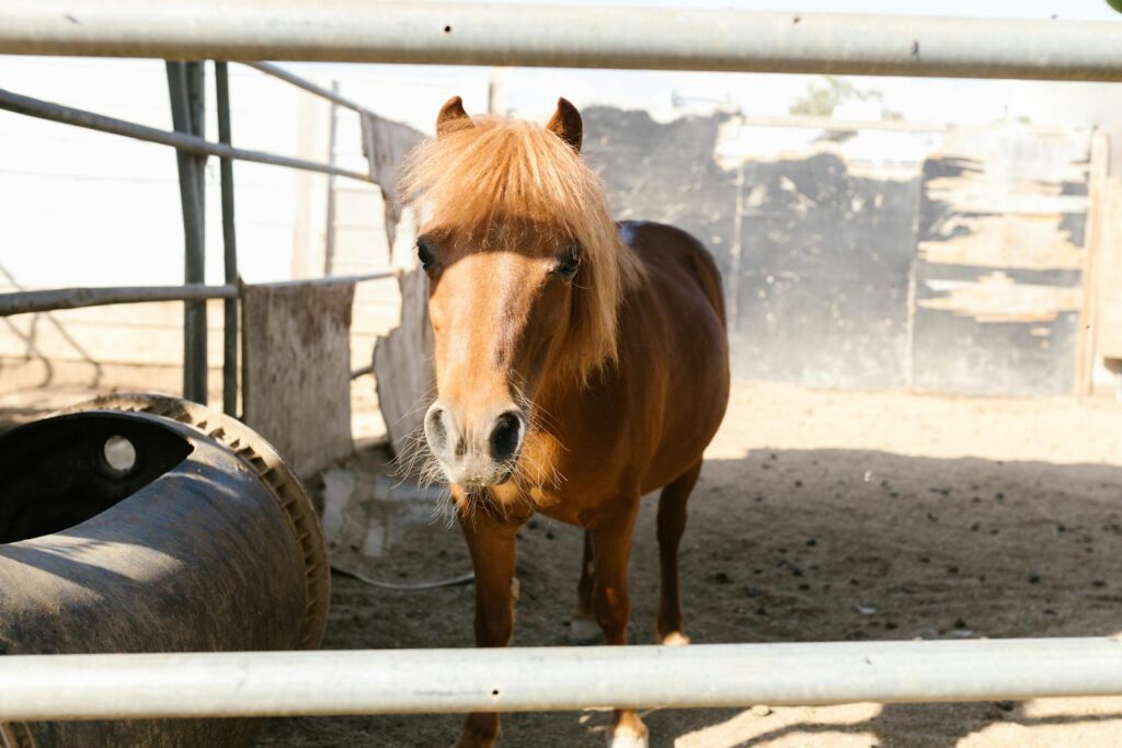 A cute brown pony stands in a rustic farm enclosure, showcasing its charming mane.